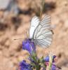 Aporia crataegi